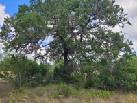 Hill Country Real Estate