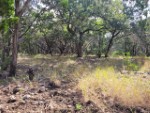 Pioneer Real Estate - Texas Hill Country Riverfront and River Access Properties